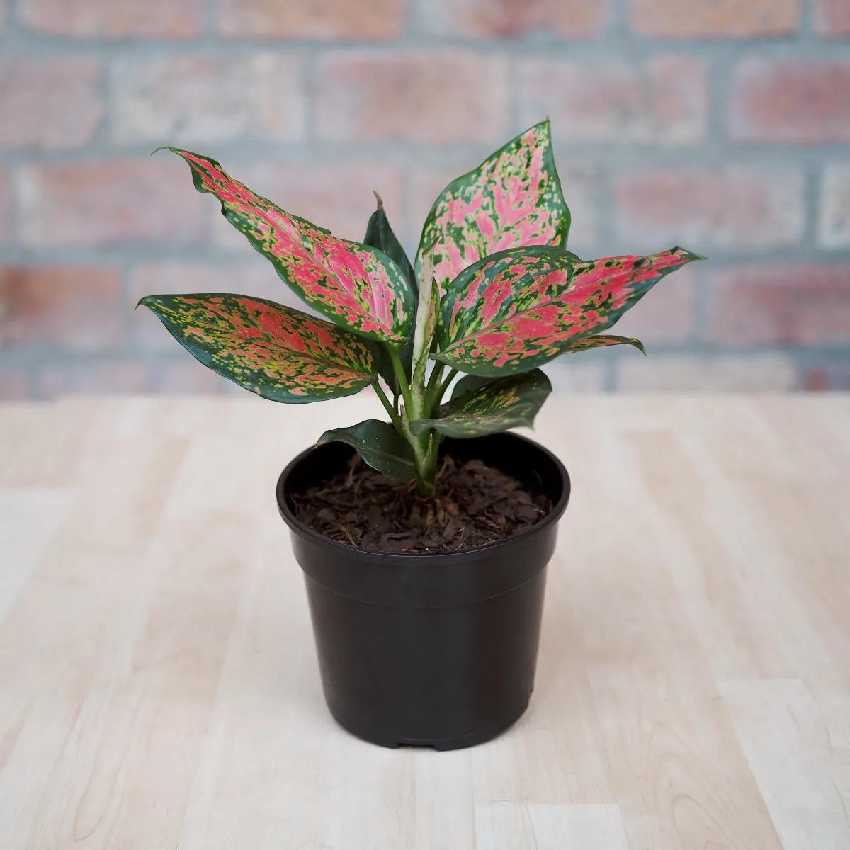 Chinese Evergreen - Red Valentine