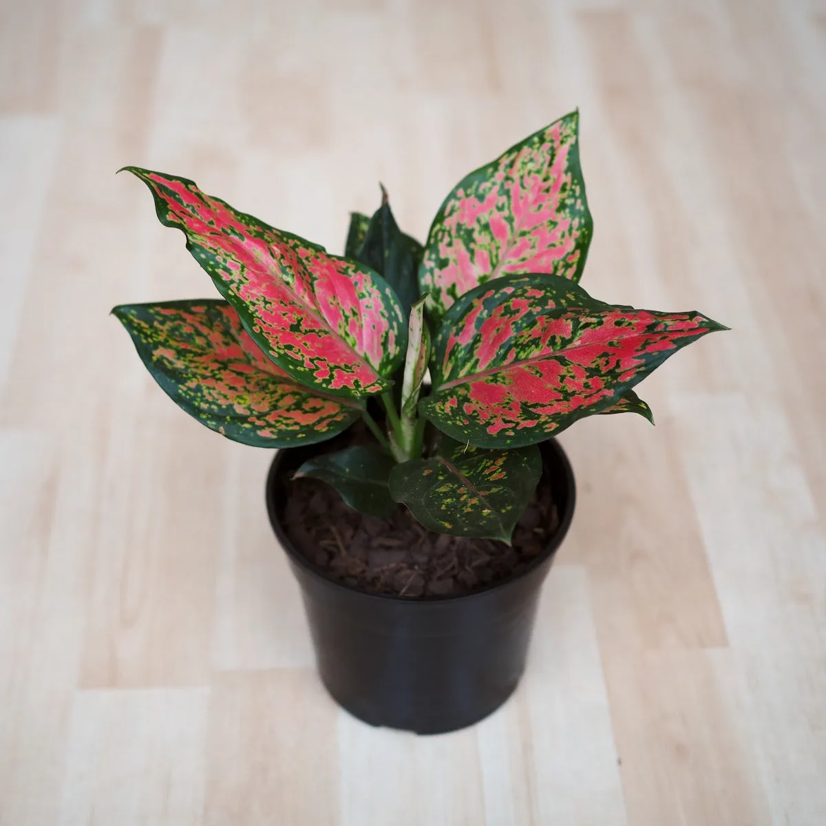 Chinese Evergreen - Red Valentine