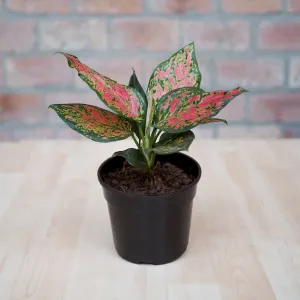 Chinese Evergreen - Red Valentine