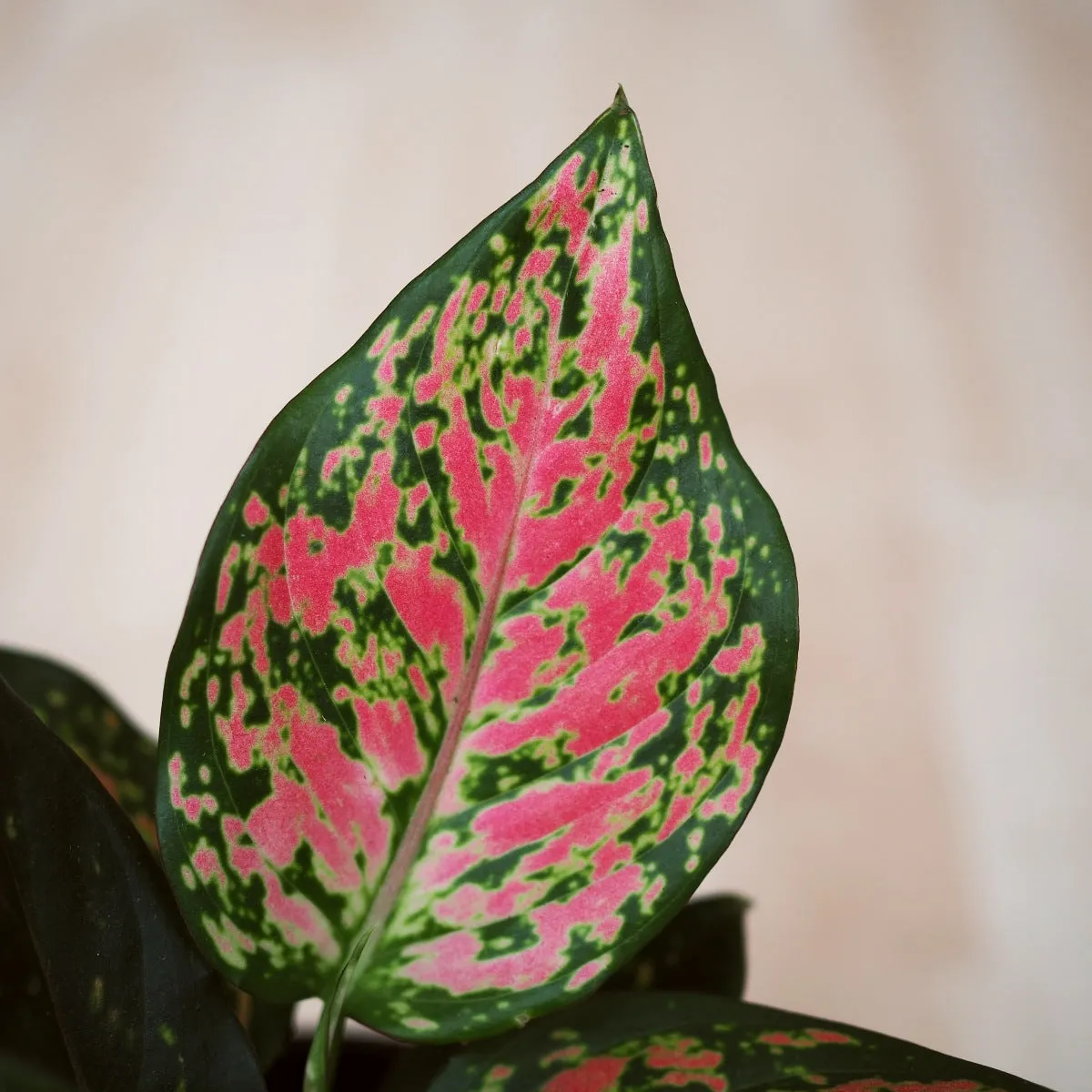 Chinese Evergreen - Red Valentine