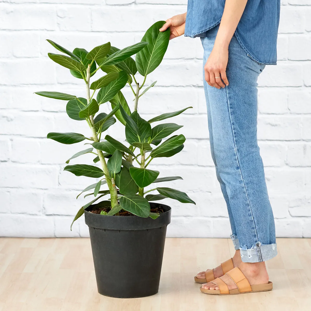 Ficus Audrey - LARGE