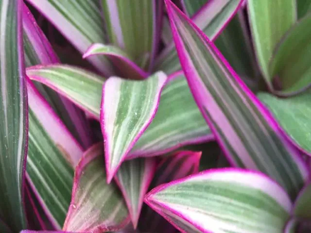 Tradescantia dwarf variegated Rhoeo Discolour Pink